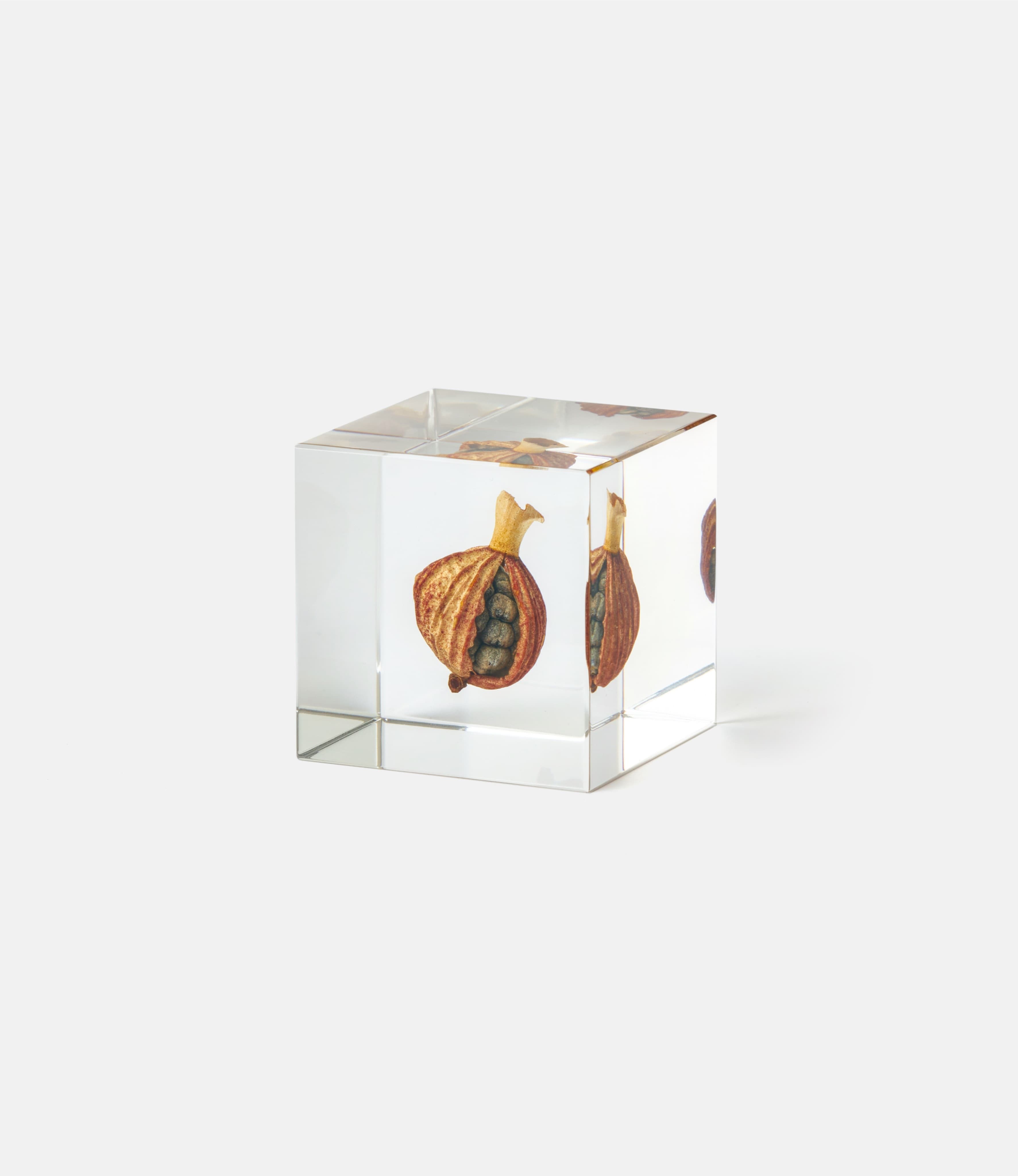Sola Cube Shell Ginger — куб из акриловой смолы