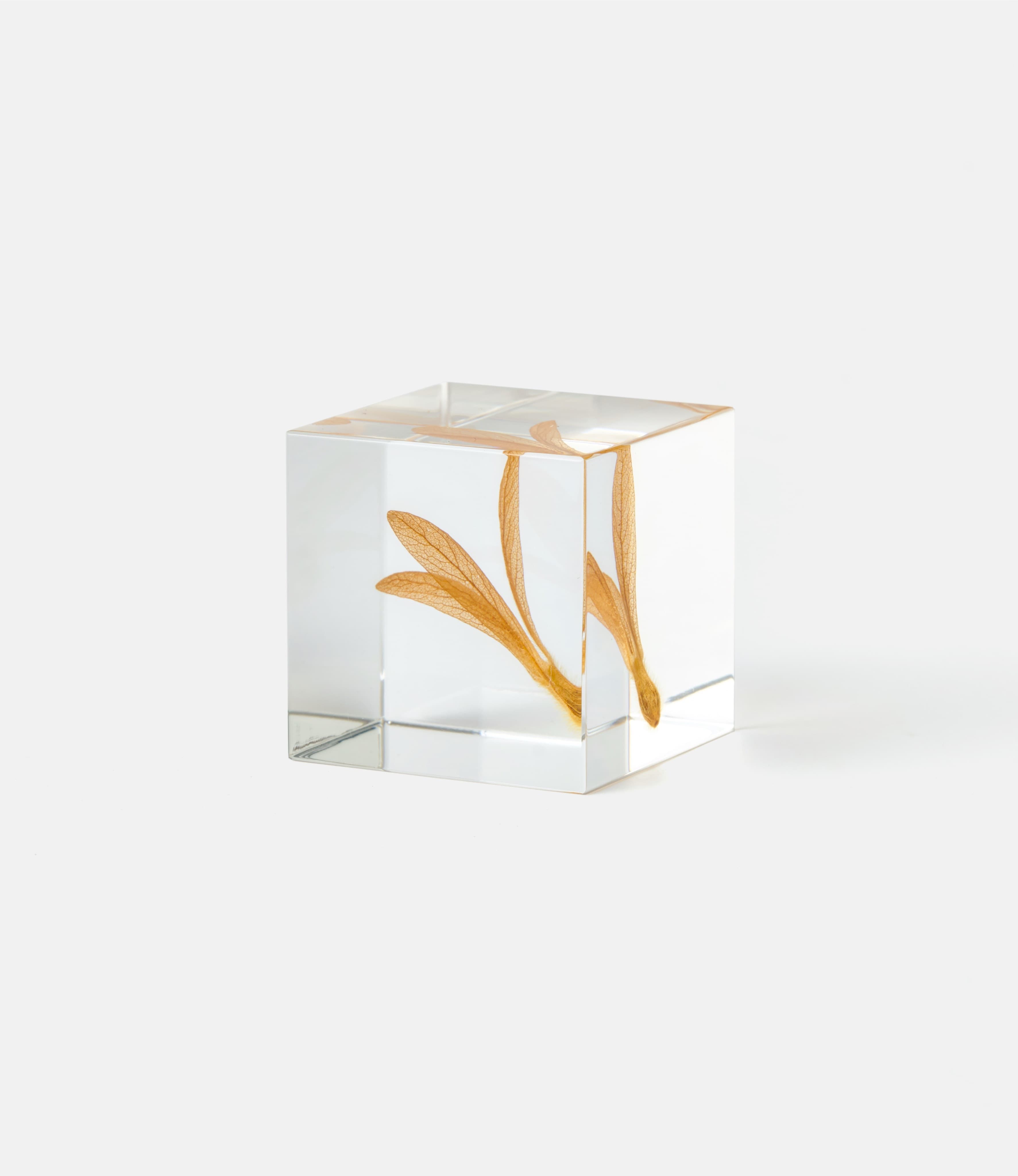 Sola Cube Ant Tree — куб из акриловой смолы