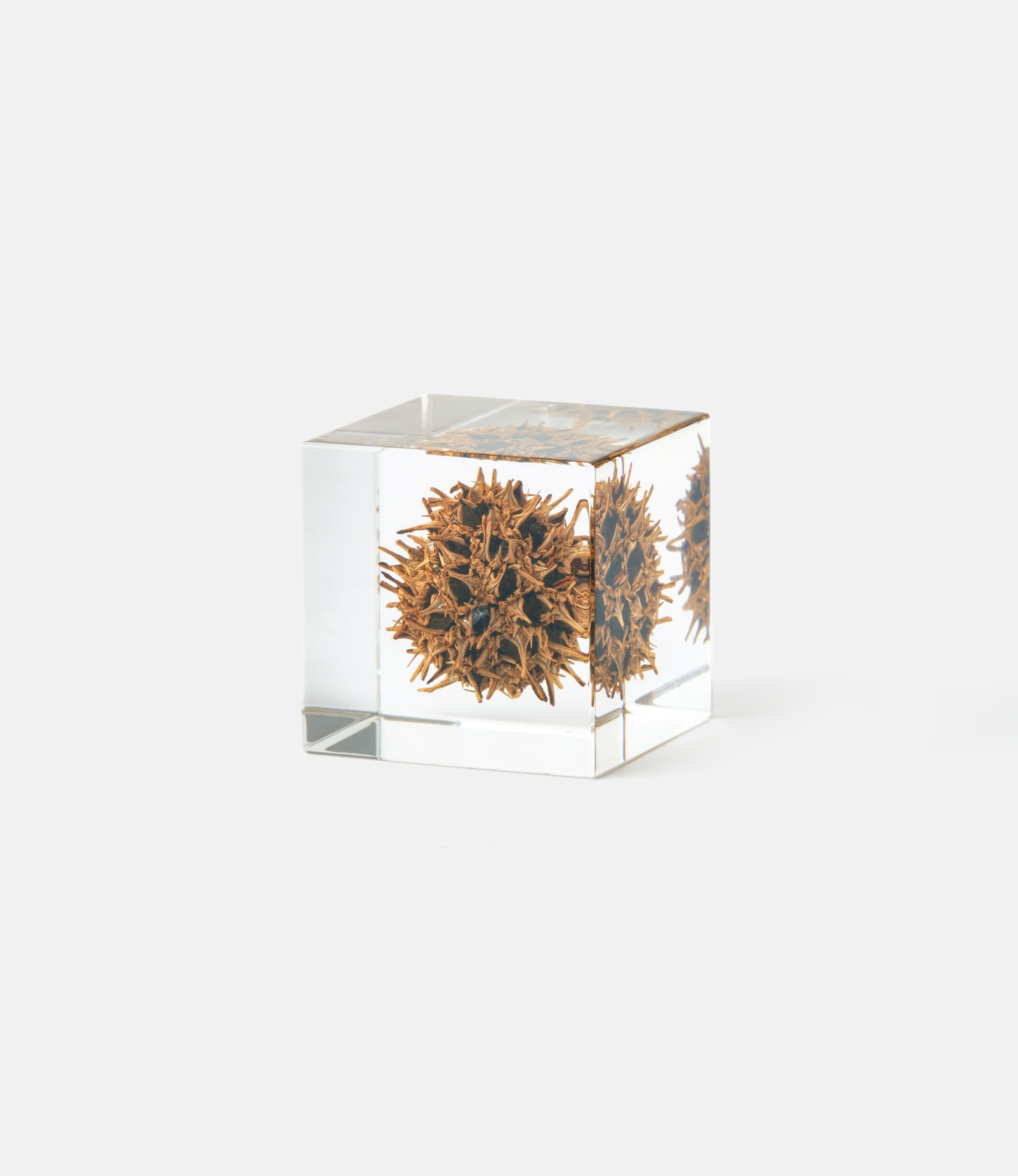 Sola Cube American Sweetgum — куб из акриловой смолы