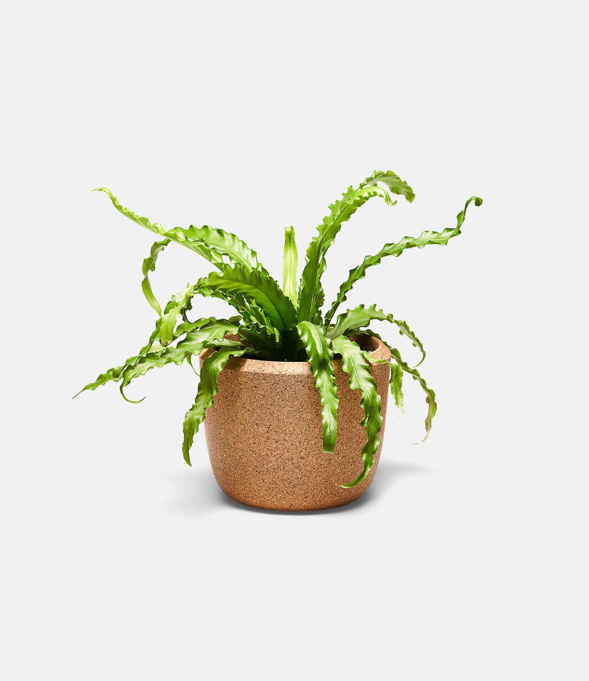 Craighill Cloud Planter — горшок для растений